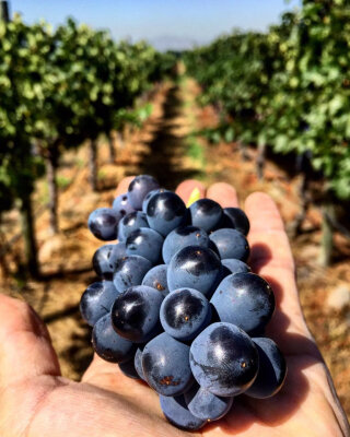  Vinos Chilenos / Wein aus Chile 

 Wie bei...