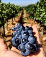 Vinos Chilenos / Wein aus Chile