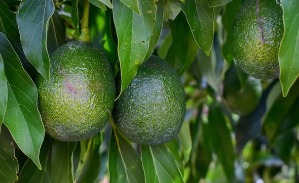 Avocado / Aguacate "Hass" Bio/Orgánico (Portugal) pro Stück